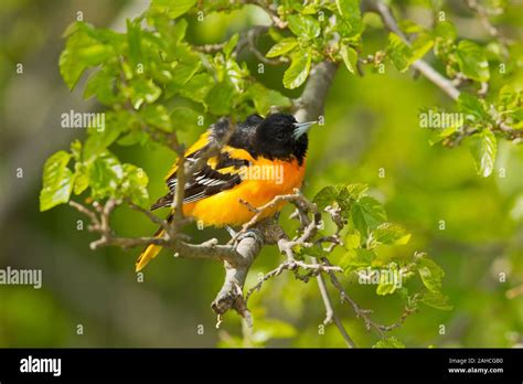 Baltimore Oriole Icterus Galbula Male Breeding Plumage Stock Photo