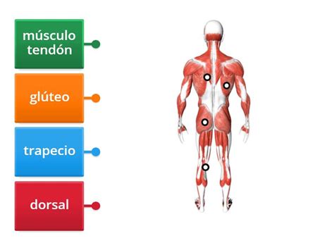 Sistema Muscular Diagrama Con Etiquetas