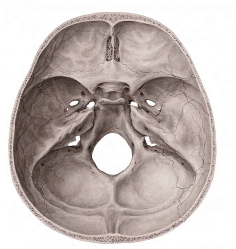 Foramina Of The Skull Diagram Quizlet