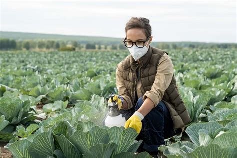 Effective Strategies For Managing Insect Pests In Cabbage A Guide For Farmers And Gardeners