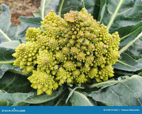 Romanesco Cabbage Brassica Oleracea Botrytis Group `romanesco` Brassica Cretica Roman Cabbage