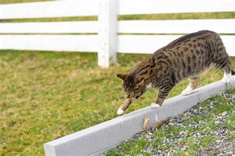 猫のさんぽの行方は？猫の習性が見え隠れする行動範囲とお出かけ先 松波動物メディカル ペットのお役立ちコラム