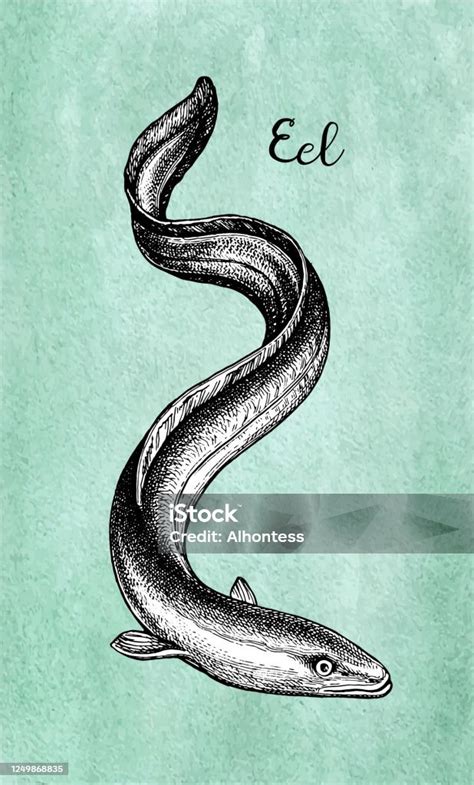 Sketsa Tinta Belut Jepang Ilustrasi Stok Unduh Gambar Sekarang