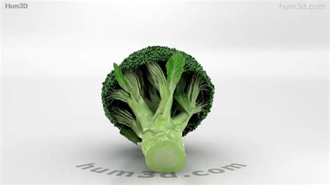 Broccoli 3d Model By Youtube