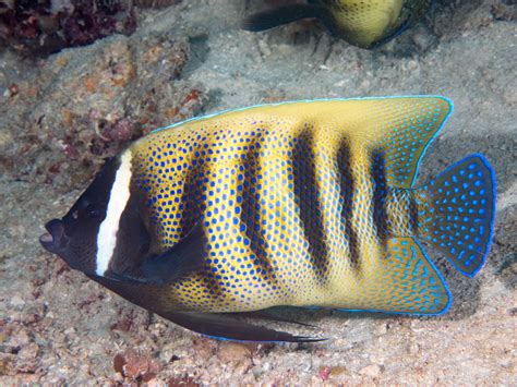 Poisson Ange à Six Bandes • Pomacanthus Sexstriatus • Fiche Poissons