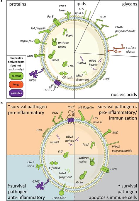 Frontiers Pathogen Derived Extracellular Vesicle Associated Molecules