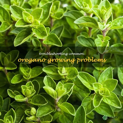 Identifying And Resolving Common Issues With Growing Oregano Shuncy