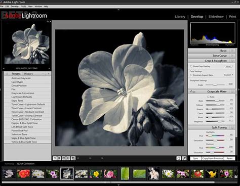 Adobe Lightroom For Windows