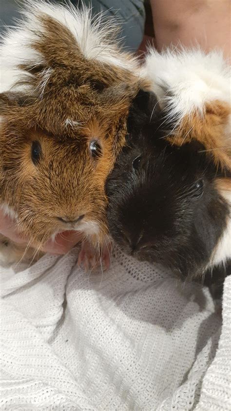 Perfect Pet: Guinea Pigs Names Selection Simplified