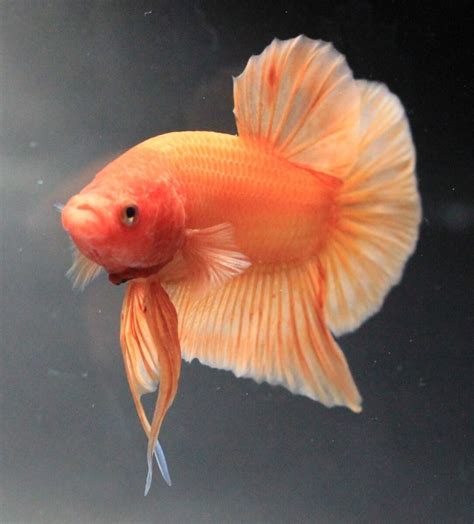 Plakad Super Orange Betta Fish | Aquarium Fish India