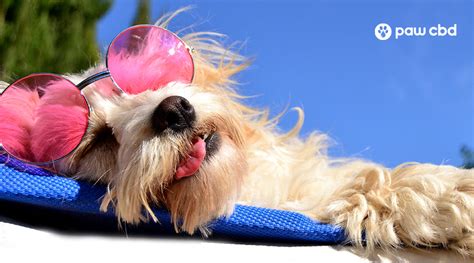 How Do Dogs Keep Cool In Hot Weather