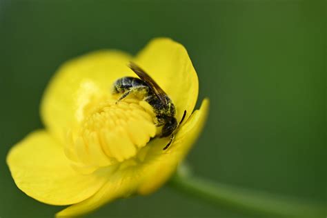 Abeille Butineuse Une Abeille En Train De Butiner Un Joli Flickr