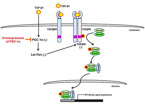 Regulation Of Let 7bctgfβrismad23 Axis By Pgc 1α Treatment Of