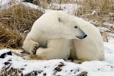 Polar Bears Of Seal River Gallery 3 Allenfotowild