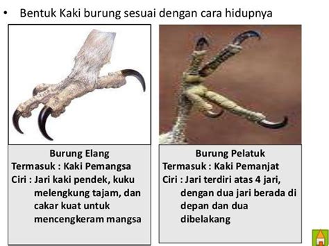 Fungsi Kaki Burung Pelatuk - Homecare24