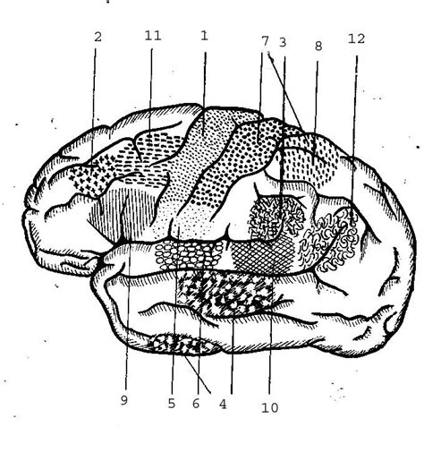 Промежуточный мозг- Diencephalon.