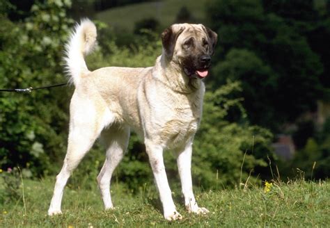 Anatolian Shepherd - Breed Profile | Australian Dog Lover