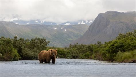 Bear Cam Viewers Save Lost Hiker In Alaska