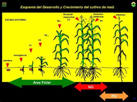 Informaciones Agronomicas Esquema Del Desarrollo Y Crecimiento Del