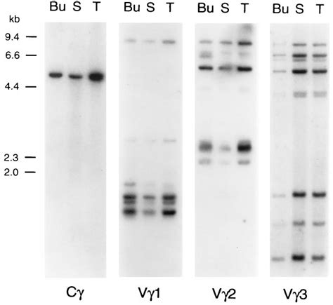 Southern Blot Analysis Of Chicken Genomic Dna With Tcr Constant And Download Scientific Diagram