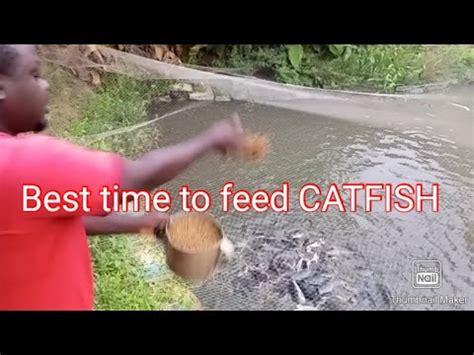 What Is The Best Time To Feed Catfish Youtube