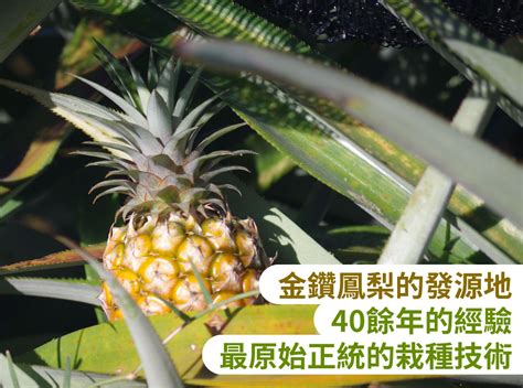 嘉義民雄鼓聲果金鑽鳳梨：有黑糖風味，甜而不膩，好吃心嫩不咬嘴 Goods好東西