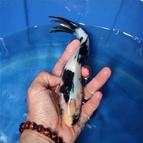 Jual Ikan Koi Blitar Jenis Shiro Rumah Koi Jakarta Kode 0012