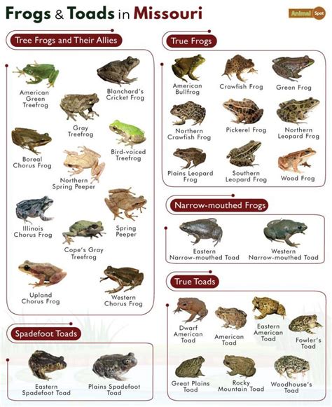 Types Of Tree Frogs Found In Missouri Id Guide Nature Blog Network