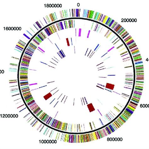 Circular Representation Of The Streptococcus Pyogenes Strain Sf