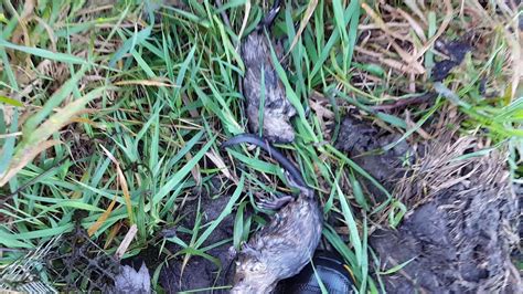 Muskrat And Beaver Trapping Day 2 Youtube