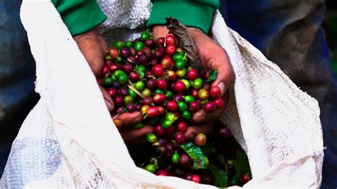 Quais são os principais desafios de um produtor de café