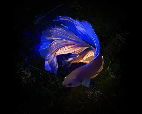 Glowing Colorful Betta Fish Digital Art By Scott Wallace Digital Designs