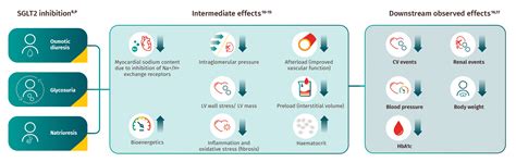 Jardiance Empagliflozin For T D Mechanism Of Action Boehringer