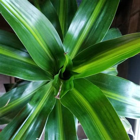 Dracaena Fragrans Massangeana Happy Plant Uploaded By Jenny