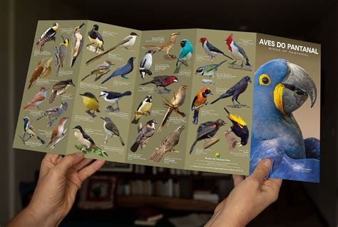 Poster E Guia Das Aves Do Pantanal Loja De Passarinho