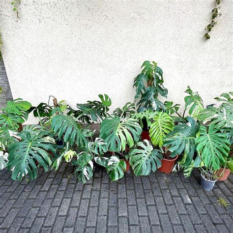 Seltene Pflanzen Aus Oberhausen Variegatade