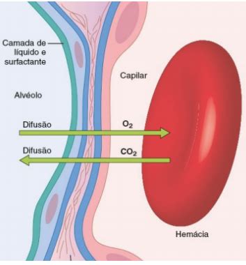 Hematose Como Funciona A Difus O Pulmonar