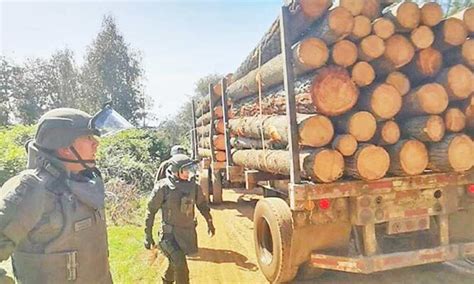 Corte de Temuco confirma prisión a 12 imputados por robo de madera La