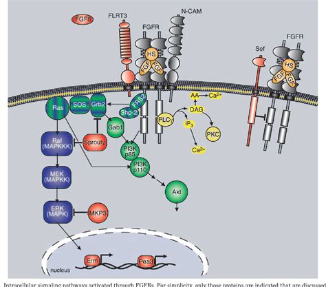 Figure From Fibroblast Growth Factor Signaling During Early