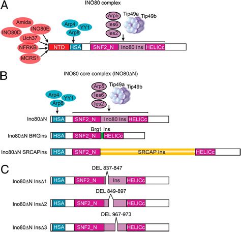 Multiple Modes Of Regulation Of The Human Ino Snf Atpase By Subunits