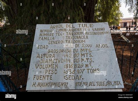 Tree Of Tule Located In The Church Grounds In The Town Centre Of Santa