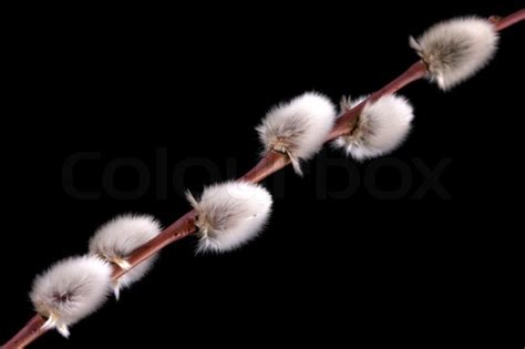 Pussy WIllow Buds On A Black Stock Image Colourbox