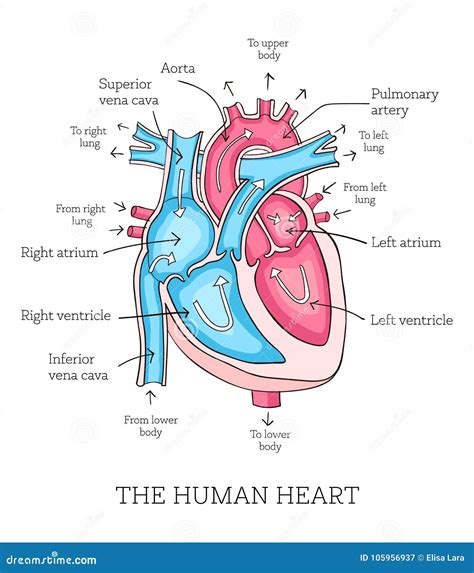 Anatomical Heart Labeled