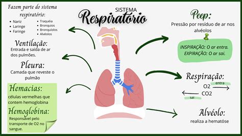 Mapa Sistema Respiratório Sistema respiratório Respiratório Mapa