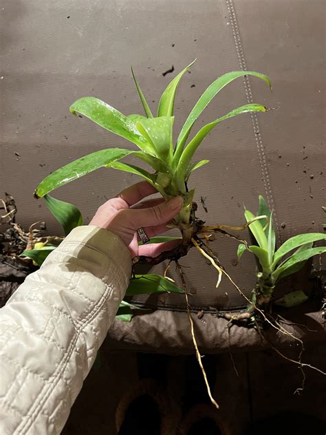 Foxtail Agave Pups - Etsy