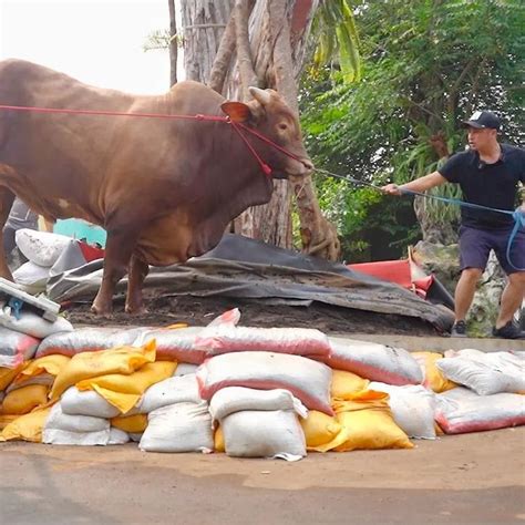 Potret Irfan Hakim Dan Wariso Sapi Kurban Jumbo Miliknya