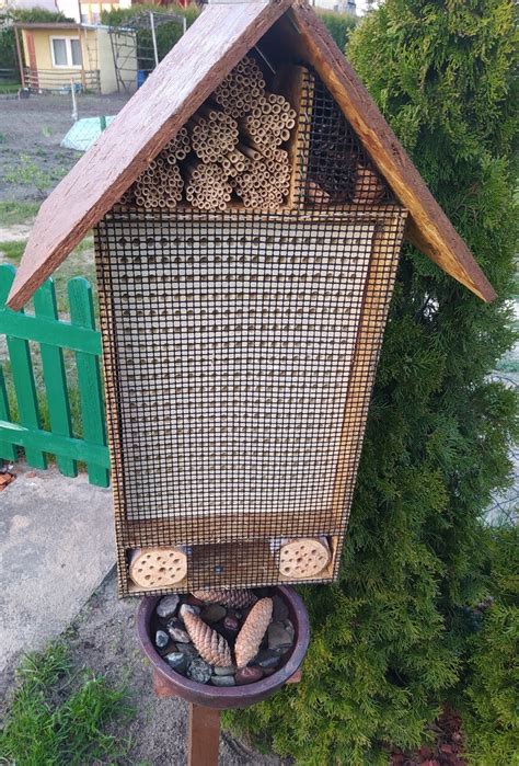 Murarka Ogrodowa Kokony Szt Kokon W Murarki Kostrzyn Nad Odr