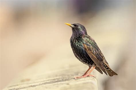 10 Most Common Birds Of North America North American Nature