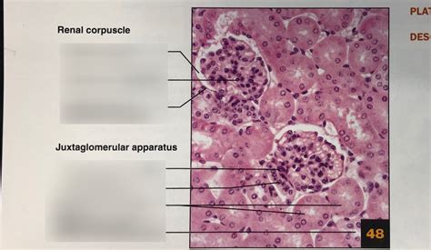 Histology of Renal Cortex Diagram | Quizlet
