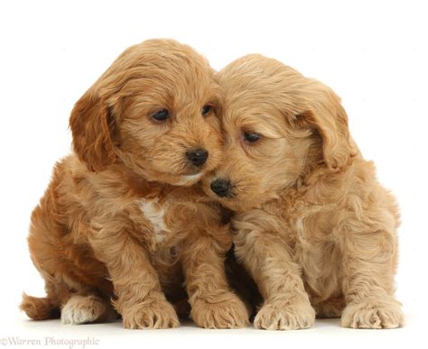 Dogs: Adorable Cockapoo puppies photo - WP42163